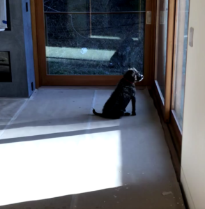 Bird, the family dog enjoys the view of her renovated LA home